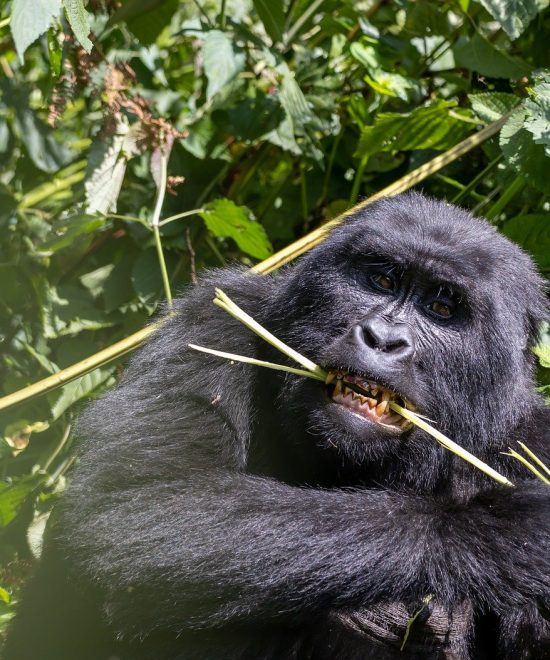 The 5 days Rwanda gorilla safari