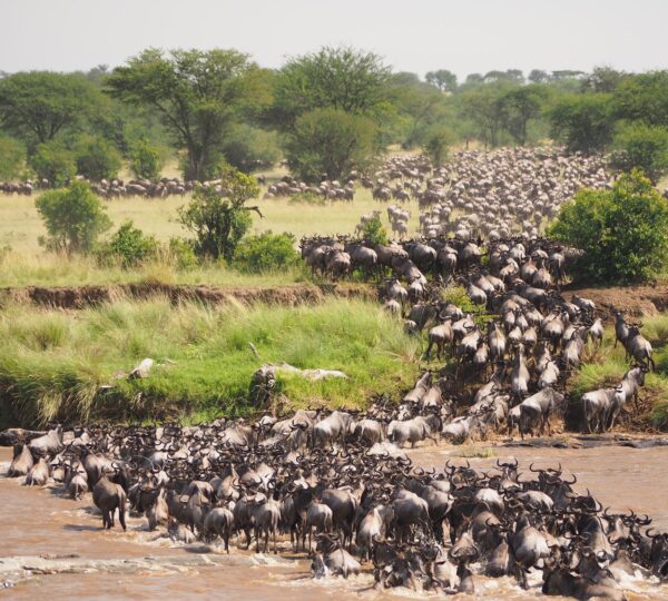 12 Days Wildebeest Calvin safaris in Tanzania