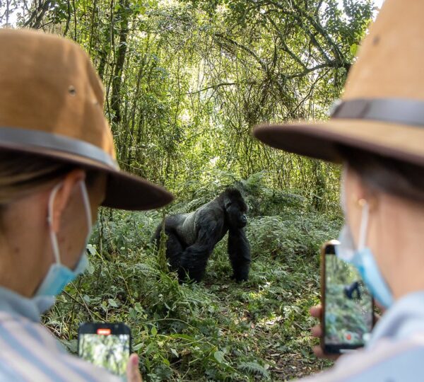 4 DAYS MOUNTAIN GORILLA TREKKING SAFARI-FLYING SAFARI