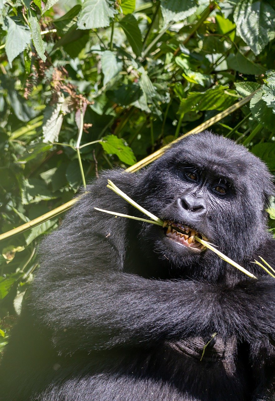 The 5 days Rwanda gorilla safari
